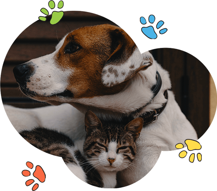 Köpek kürkünün bakımı