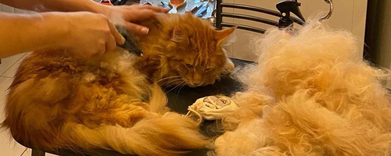 grooming center slider image 640366