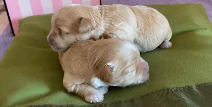 grooming center slider image 910954