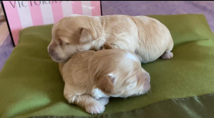 Yavrular - Maltipoo yavruları edinmeyi arzu ettiğinizde severek rehberliğinizi yaparız.